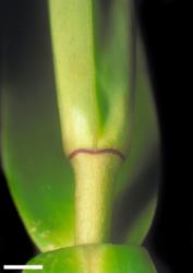 Veronica tairawhiti. Leaf bud with no sinus. Scale = 1 mm.
 Image: W.M. Malcolm © Te Papa CC-BY-NC 3.0 NZ